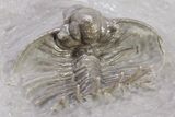 1" Unidentified Lichid Trilobite From Jorf - Belenopyge Like - #198999-4